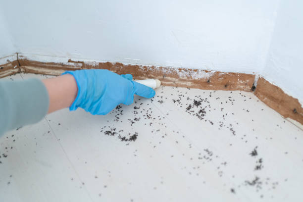 Best Affordable Pest Control Services  in San Fernando, CA
